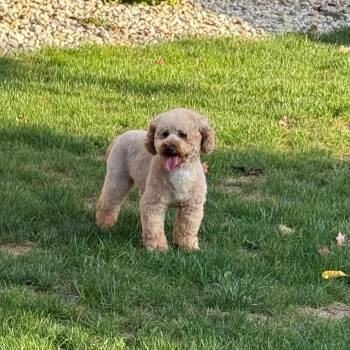 Stevie -  Miniature Poodle Dog for Adoption in Cincinnati, Ohio - Stevie | PetCurious