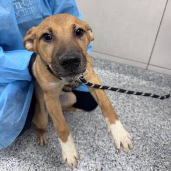 Demeter -  Mixed Breed Dog for Adoption in Chicago, Illinois - Demeter | PetCurious