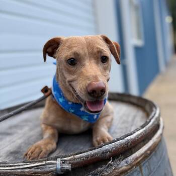 Rescue Dachshund Dogs for Adoption in Newberg, Oregon - Devin | PetCurious