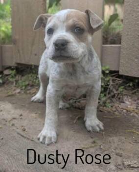 Pit Bull Terrier Dogs Available for Adoption in Pembroke, Massachusetts - Dusty Rose | PetCurious