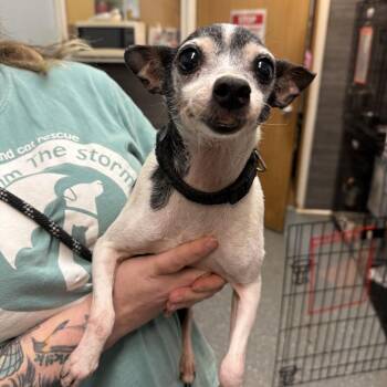 Enid -  Rat Terrier and Mixed Breed Dog for Adoption in Madison, Wisconsin - Enid | PetCurious