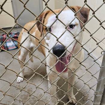 Rescue Labrador Retriever Dogs for Adoption in Palestine, Texas - Blaze | PetCurious