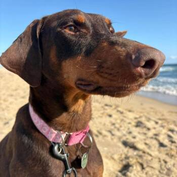 Doberman Pinscher Dogs Available for Adoption in Chino Hills, California - Precious (C000-075) - Costa Mesa Location *By Appointment* | PetCurious