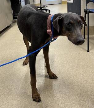 PANDORA -  Doberman Pinscher and Mixed Breed Dog for Adoption in Grand Prairie, Texas - PANDORA | PetCurious