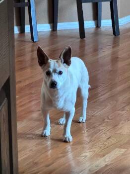 Yogi -  Jack Russell Terrier and Mixed Breed Dog for Adoption in Thornton, Colorado - Yogi | PetCurious