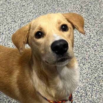 Sunny -  Labrador Retriever Dog for Adoption in Golden, Colorado - Sunny | PetCurious