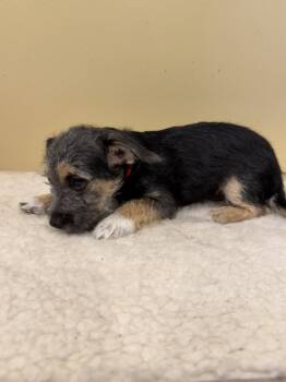 Everest * -  Chihuahua and Terrier Dog for Adoption in West Palm Beach, Florida - Everest * | PetCurious
