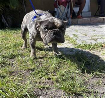 French Bulldog Dogs Available for Adoption in Doral, Florida - LOVE | PetCurious