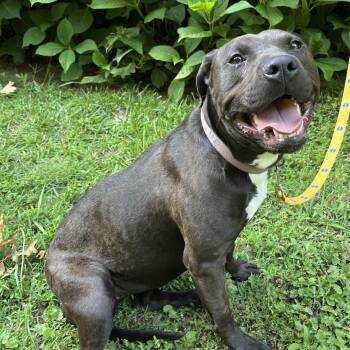 Gretchen -  Black Labrador Retriever and American Bulldog Dog for Adoption in Andover, Massachusetts - Gretchen | PetCurious