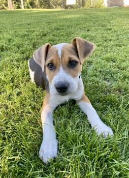 Rescue Mixed Breed Dogs for Adoption in Deerfield, Wisconsin - Sully Sullenbarker | PetCurious