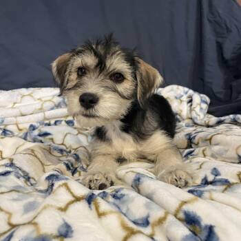 Shih Tzu and Mixed Breed Dogs Available for Adoption in Lisbon, Ohio - Maple  | PetCurious