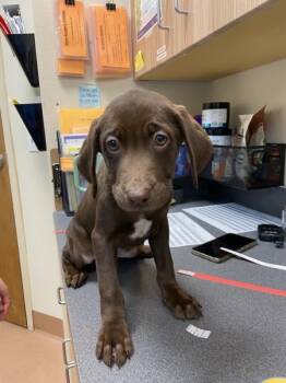 Rescue Labrador Retriever Dogs for Adoption in Kennewick, Washington - Nesquik | PetCurious