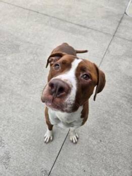 Dexter -  Pit Bull Terrier and Mixed Breed Dog for Adoption in Westland, Michigan - Dexter | PetCurious