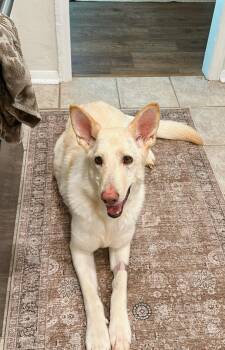 Rescue German Shepherd Dog Dogs for Adoption in Charlotte, North Carolina - Evie | PetCurious