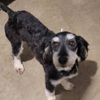 Poodle and Schnauzer Dogs Available for Adoption in Breese, Illinois - Bernie | PetCurious