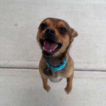 Chihuahua Dogs Available for Adoption in Savannah, Georgia - Silly Billy | PetCurious
