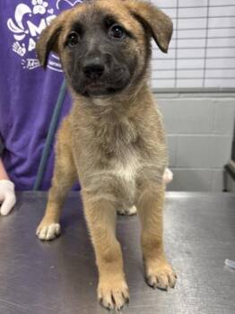 Madonna -  Mixed Breed Dog for Adoption in West Chester, Pennsylvania - Madonna | PetCurious
