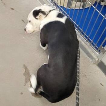 Mixed Breed Dogs Available for Adoption in Las Cruces, New Mexico - 105555 | PetCurious