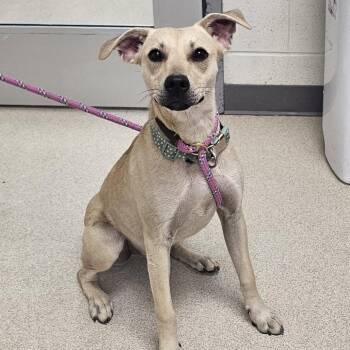 Sparkler -  Mixed Breed Dog for Adoption in Evansville, Indiana - Sparkler | PetCurious