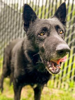 German Shepherd Dog Dogs Available for Adoption in Springfield, Tennessee - Bear | PetCurious