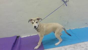 DAMON -  Siberian Husky and Mixed Breed Dog for Adoption in Houston, Texas - DAMON | PetCurious