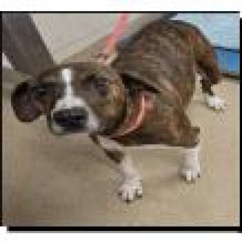 Pointer Dogs Available for Adoption - Pippi | PetCurious