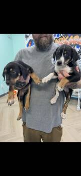 Waylon and Willie -  Hound Dog for Adoption in Seaside Heights, New Jersey - Waylon And Willie | PetCurious