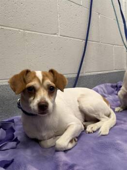GUERA -  Chihuahua and Mixed Breed Dog for Adoption in Indianapolis, Indiana - GUERA | PetCurious