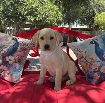 Brandy -  Labrador Retriever Dog for Adoption in Temecula, California - Brandy | PetCurious