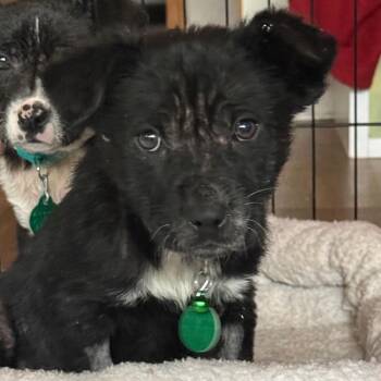 Mixed Breed Dogs Available for Adoption in Buffalo, Minnesota - Soot | PetCurious