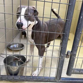 Apollo One -  Hound and Pit Bull Terrier Dog for Adoption in Clarksville, Virginia - Apollo One | PetCurious