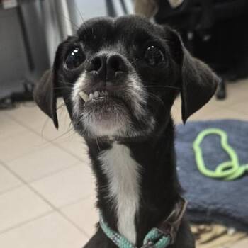 Diamond -  Chihuahua Dog for Adoption in Philadelphia, Pennsylvania - Diamond | PetCurious