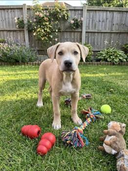Troy -  Staffordshire Bull Terrier and Shepherd Dog for Adoption in St. Augustine, Florida - Troy | PetCurious