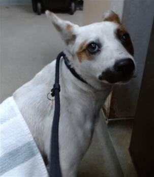 Australian Cattle Dog Blue Heeler Dogs Available for Adoption in Salinas, California - LEFT TWIX | PetCurious