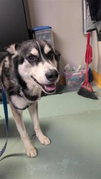 Mixed Breed Dogs Available for Adoption in Montreal, Quebec - Kavik | PetCurious