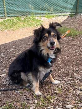 Australian Shepherd and Mixed Breed Dogs Available for Adoption in Leesburg, Virginia - CRICKET | PetCurious