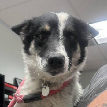 Sunflower -  Mixed Breed Dog for Adoption in Salt Lake City, Utah - Sunflower | PetCurious