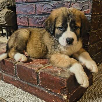 Honey -  Saint Bernard and Mixed Breed Dog for Adoption in Okmulgee, Oklahoma - Honey | PetCurious