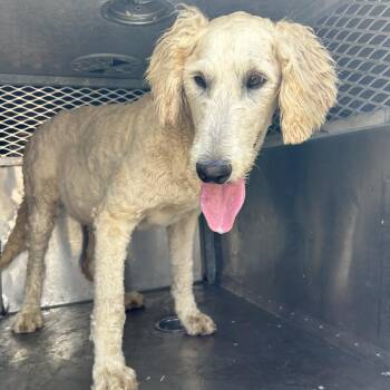 Labrador Retriever and Poodle Dogs Available for Adoption in Birmingham, Alabama - Moose | PetCurious