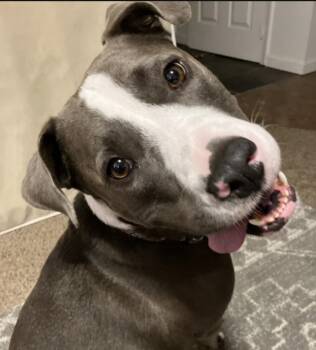 Brad Pitt -  Pit Bull Terrier Dog for Adoption in Vancouver, Washington - Brad Pitt | PetCurious