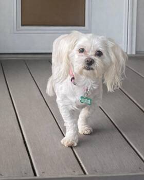 Lhasa Apso and Shih Tzu Dogs Available for Adoption - Nora | PetCurious