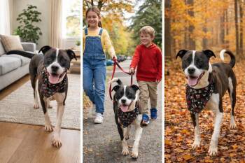 Pit Bull Terrier Dogs Available for Adoption in Franklin, Tennessee - TURBO | PetCurious