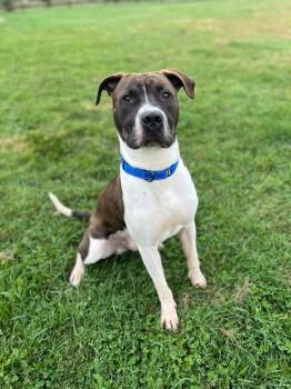 Rescue Pit Bull Terrier Dogs for Adoption in Wausau, Wisconsin - Brewer | PetCurious