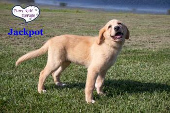 Jackpot -  Labrador Retriever and Great Pyrenees Dog for Adoption in Lee