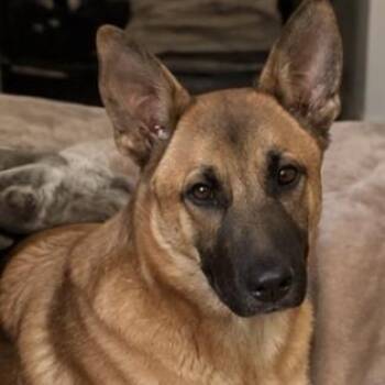 Kimmy -  Belgian Shepherd Malinois and Mixed Breed Dog for Adoption in Corsicana, Texas - Kimmy | PetCurious
