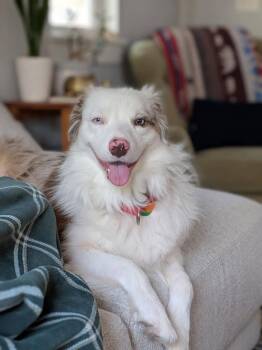Iroh -  Australian Shepherd Dog for Adoption in Oklahoma City, Oklahoma - Iroh | PetCurious