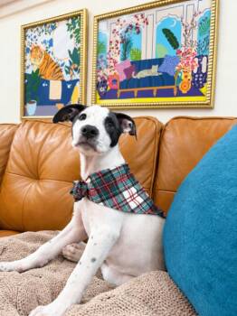 Dustin Doolittle -  Pit Bull Terrier and Labrador Retriever Dog for Adoption in Friendswood, Texas - Dustin Doolittle | PetCurious