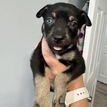 Alice -  Chihuahua Dog for Adoption in Gainesville, Virginia - Alice | PetCurious