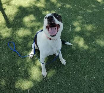 Border Collie and Pit Bull Terrier Dogs Available for Adoption in Tacoma, Washington - Ellie | PetCurious