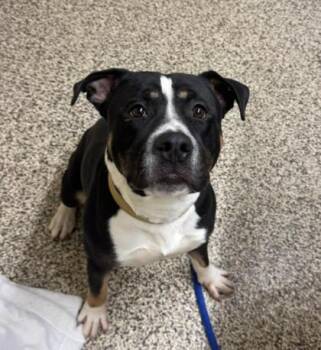 Pit Bull Terrier and Mixed Breed Dogs Available for Adoption in Westland, Michigan - Kevin | PetCurious